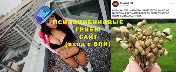 крисы Алзамай